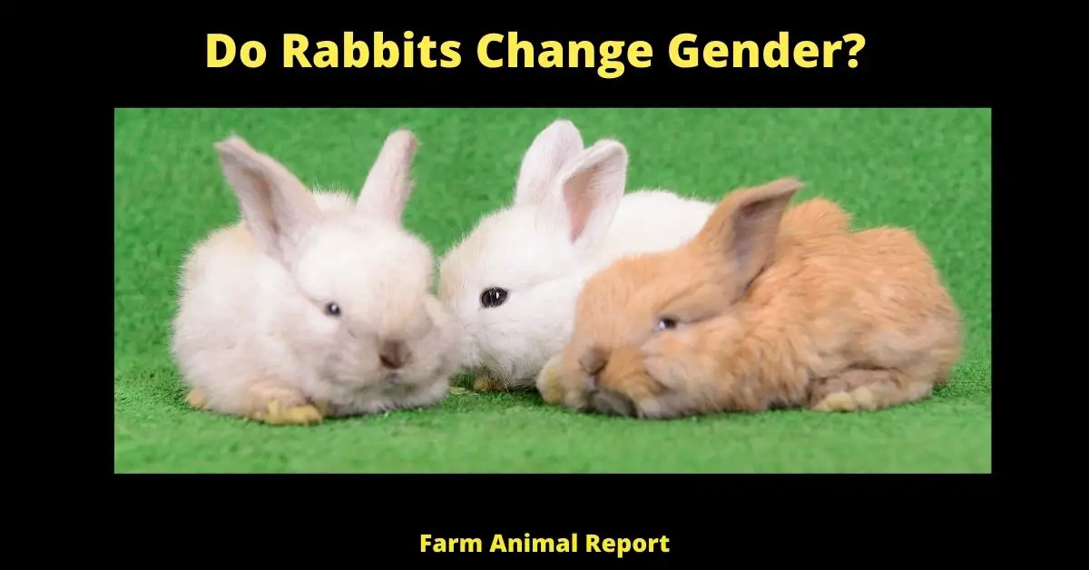 9 Tested Facts: Do Rabbits Change Gender? 3