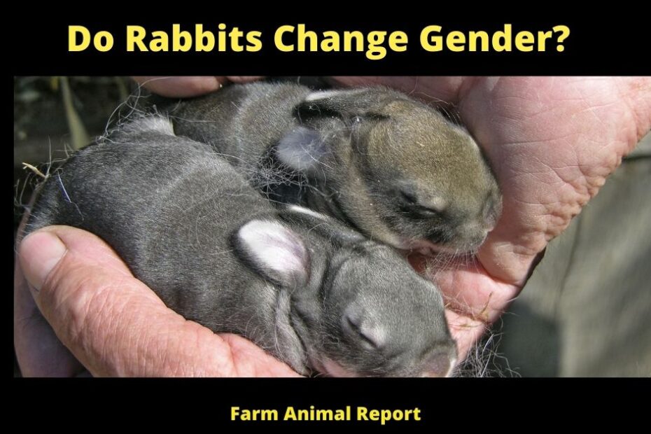 Do Rabbits Change Gender?
