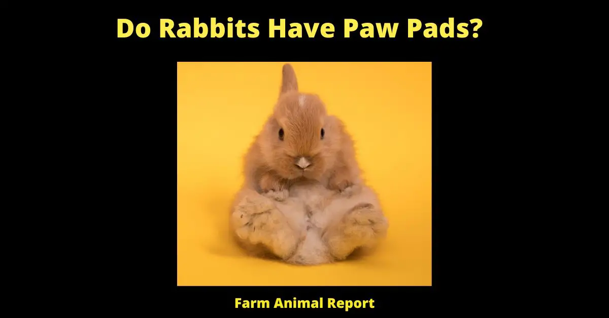 9 Pad Tips: Do Rabbits Have Paw Pads? 1