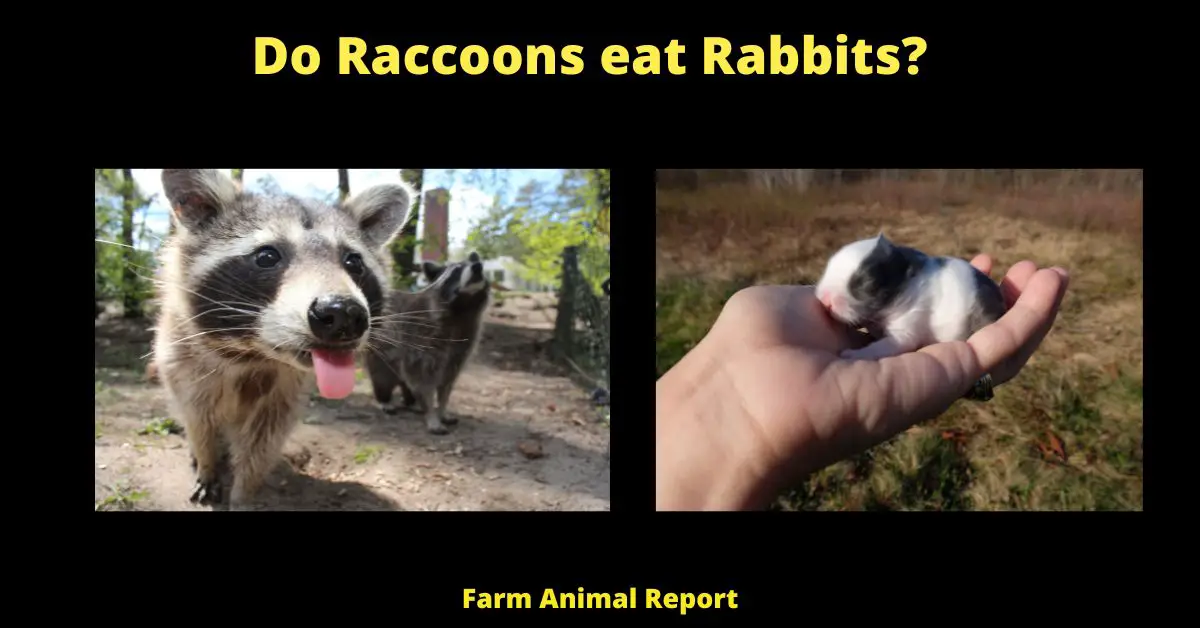 Do Raccoons Eat Rabbits - Raccoons are common predators of rabbits. They are opportunistic feeders and will eat just about anything they can find, including carrion. However, they do seem to prefer live prey, and will go after rabbits when they have the chance. When hunting rabbits, raccoons will typically stalk their prey until they're close enough to pounce. Once they've grabbed the rabbit, they will kill it by biting its neck or crushing its skull. Raccoons will also sometimes kill rabbits by drowning them. In order to do this, the raccoon will grab the rabbit with its paws and then hold its head underwater until it dies. This method is not as common as the others, but it can be effective if the raccoon is able to surprise the rabbit and get a good grip. Farmers often consider raccoons to be pests because of their propensity for killing rabbits. As a result, they may take steps to trap and remove raccoons from their property in order to protect their rabbit population.
raccoon eats rabbit
will a raccoon eat a rabbit
