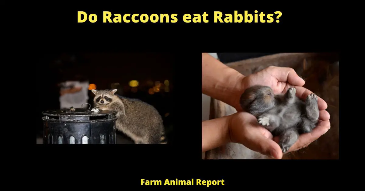 Do Raccoons Eat Rabbits - Raccoons are clever animals, and they are known for their ability to open doors and unlatch latches. This means that they can certainly open a rabbit hutch, given the opportunity. However, that doesn't necessarily mean that they will. Raccoons are opportunistic eaters, and they will typically go for the easiest food source available. If there is an abundance of other food sources around, a raccoon is unlikely to bother with a rabbit hutch. However, if the raccoon is desperate or has easy access to the hutch, it may decide to give it a try. In either case, it's always best to be prepared and take steps to secure your rabbit hutch to prevent any unwanted guests from getting in.