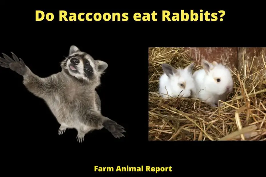 Do Raccoons eat Rabbits?