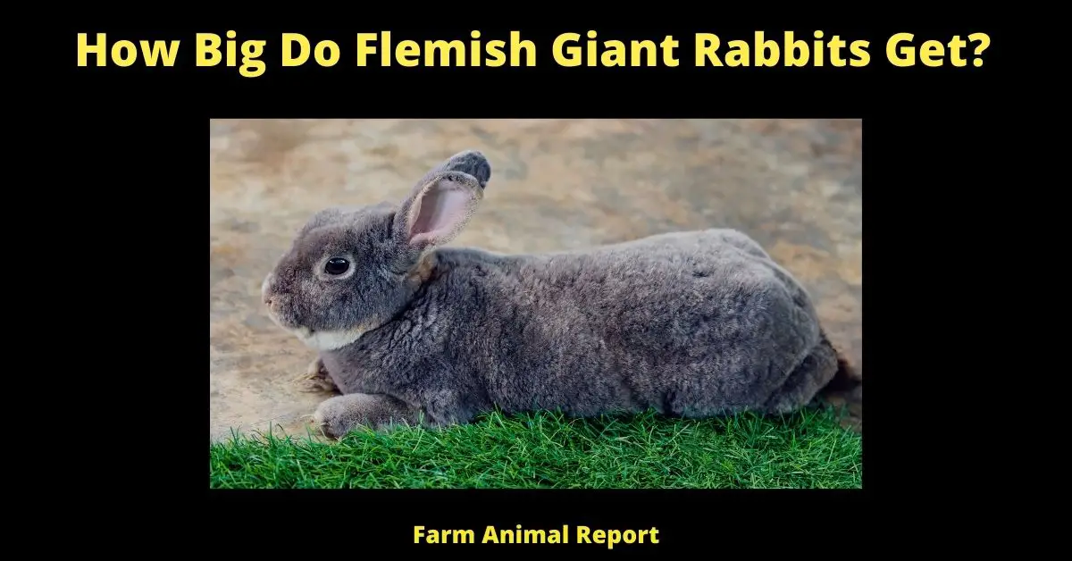 17 Factors - How Big Do Flemish Giant Rabbits Get? 1