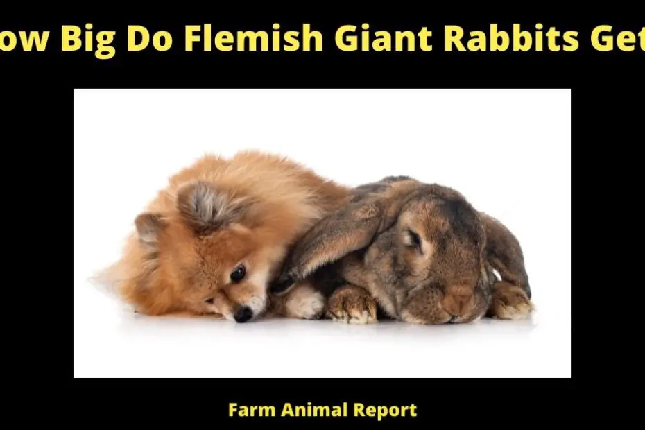How Big Do Flemish Giant Rabbits Get?