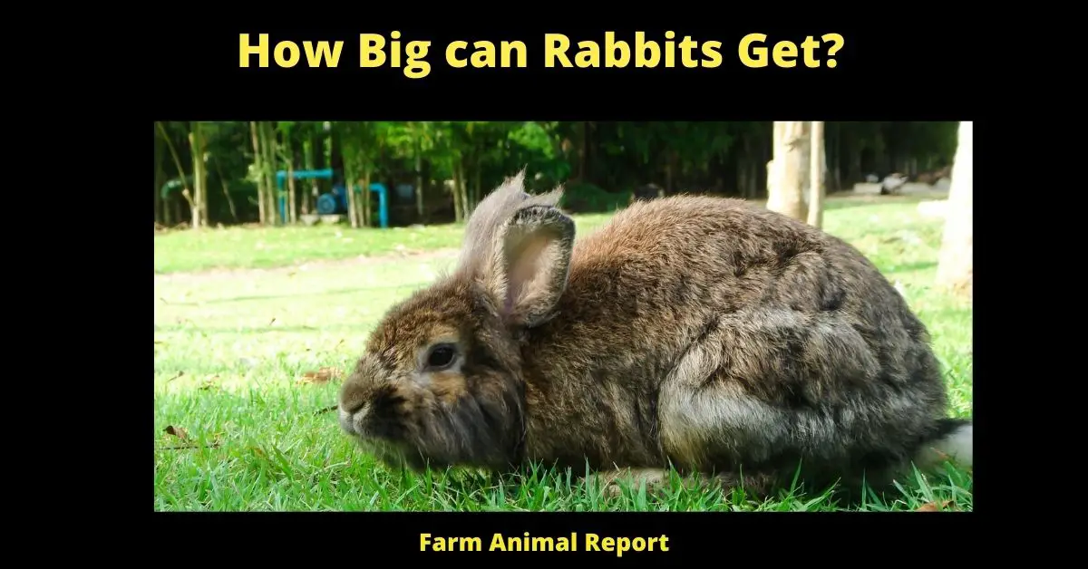 How Big Can a Rabbit Get | Rabbits | Rabbit 1