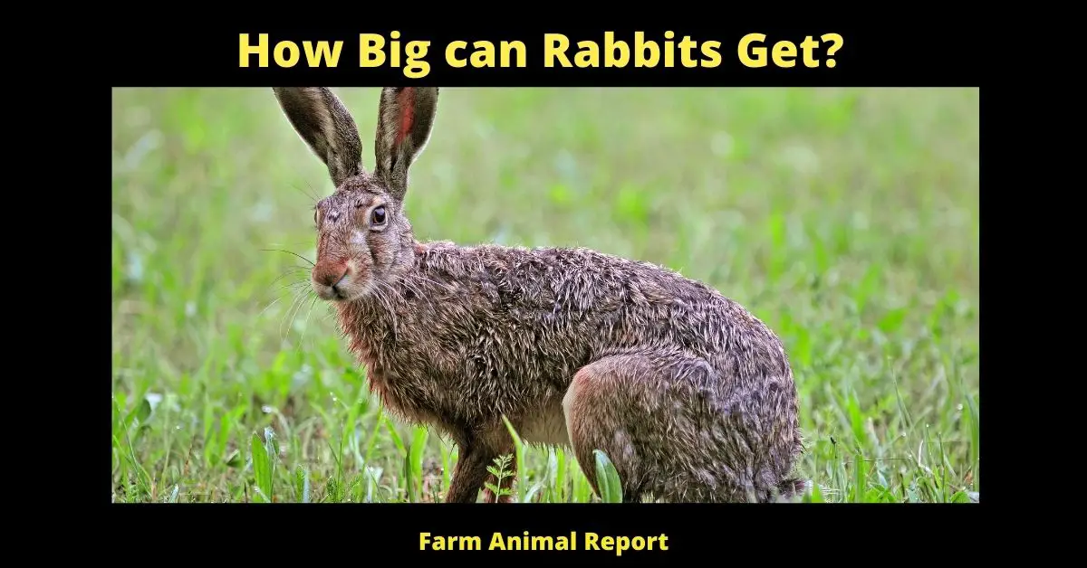 How Big Can a Rabbit Get | Rabbits | Rabbit 2