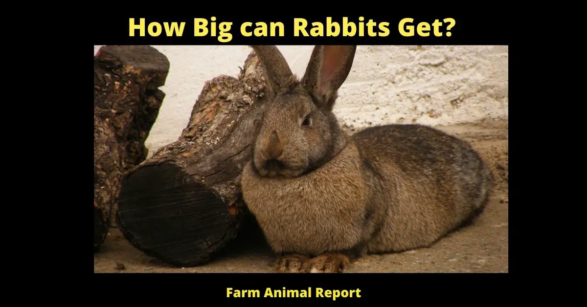 How Big Can a Rabbit Get | Rabbits | Rabbit 3