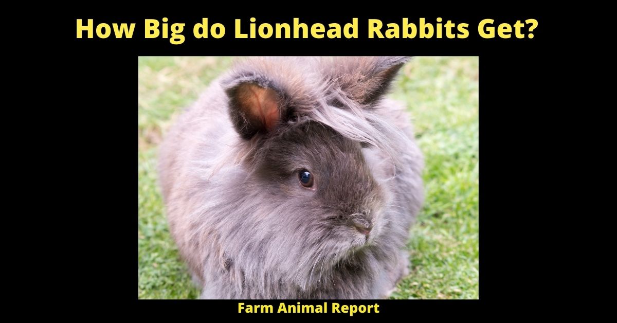 Dwarf - How Big do Lionhead Rabbits Get? 1