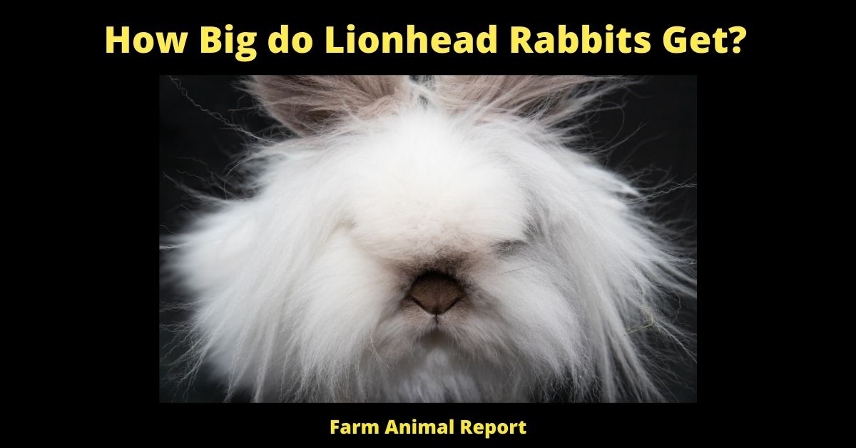 Dwarf - How Big do Lionhead Rabbits Get? 2