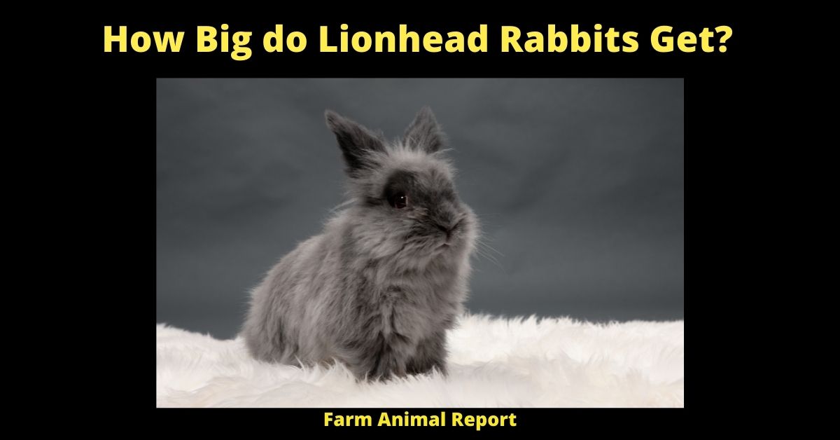 Dwarf - How Big do Lionhead Rabbits Get? 3