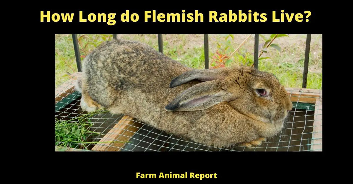 How Long do Flemish Rabbits Live? 3