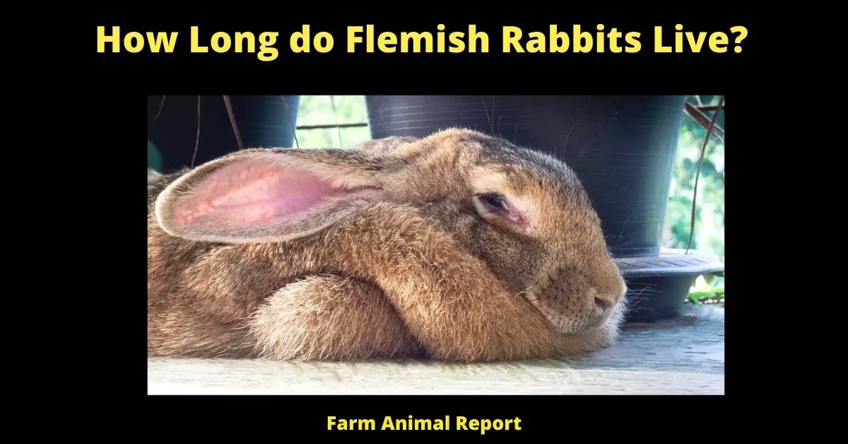 How Long do Flemish Rabbits Live? 1