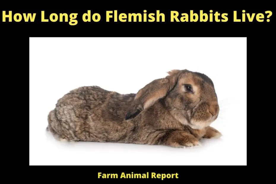 How Long do Flemish Rabbits Live?