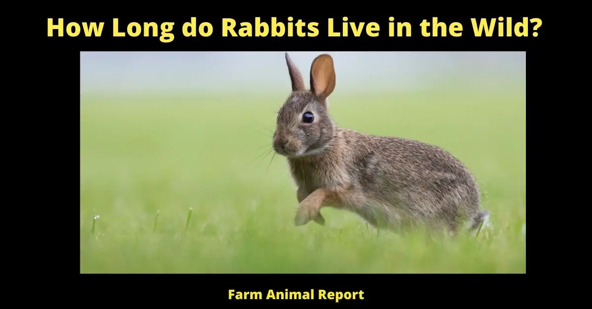 7 Factors: How Long do Rabbits Live in the Wild? 1