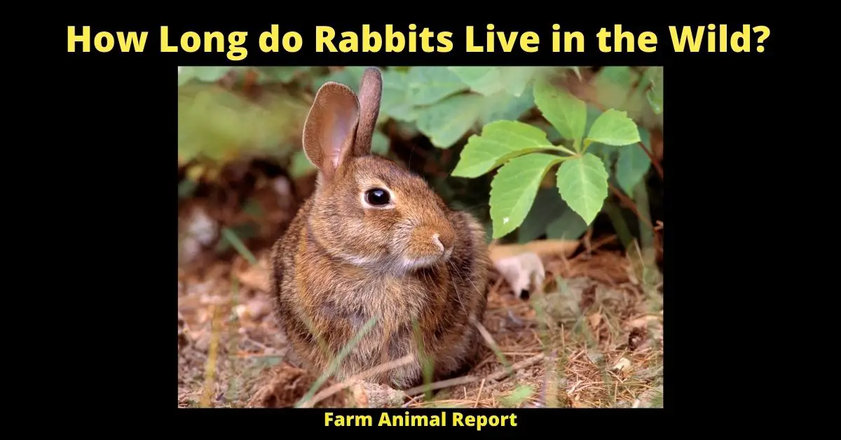 7 Factors: How Long do Rabbits Live in the Wild? 2