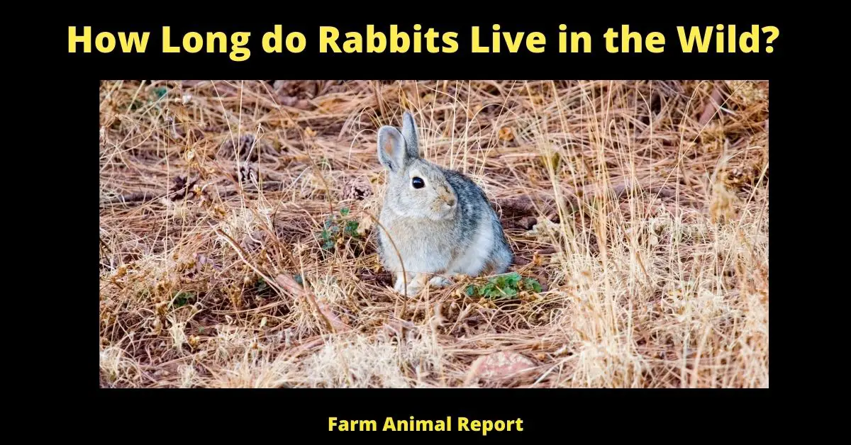 7 Factors: How Long do Rabbits Live in the Wild? 3