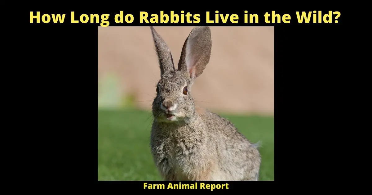 7 Factors: How Long do Rabbits Live in the Wild? 4