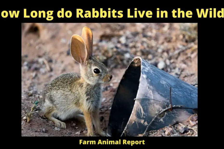 How Long do Rabbits Live in the Wild?