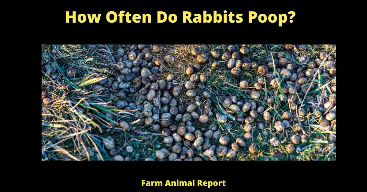 How Often Do Rabbits Poop? 2