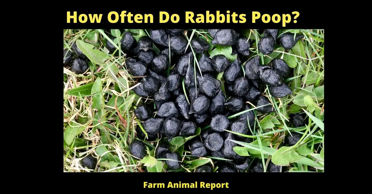 How Often Do Rabbits Poop? 3
