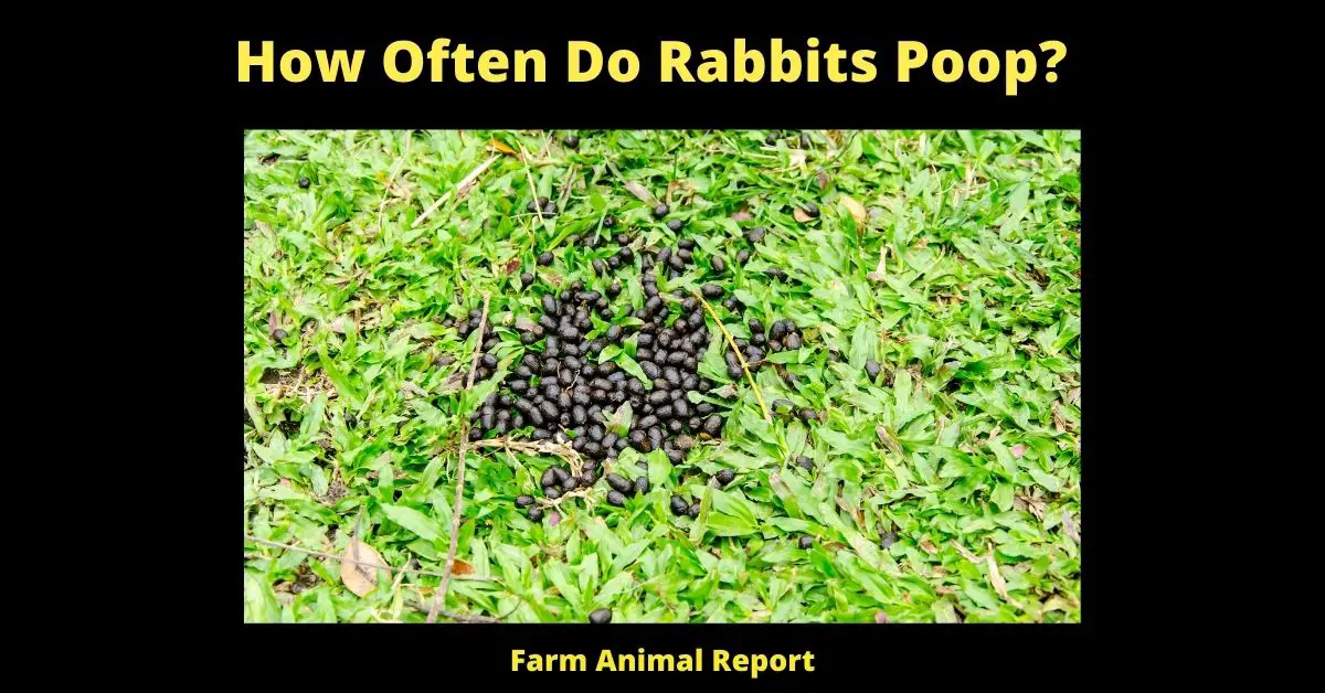How Often Do Rabbits Poop? 4