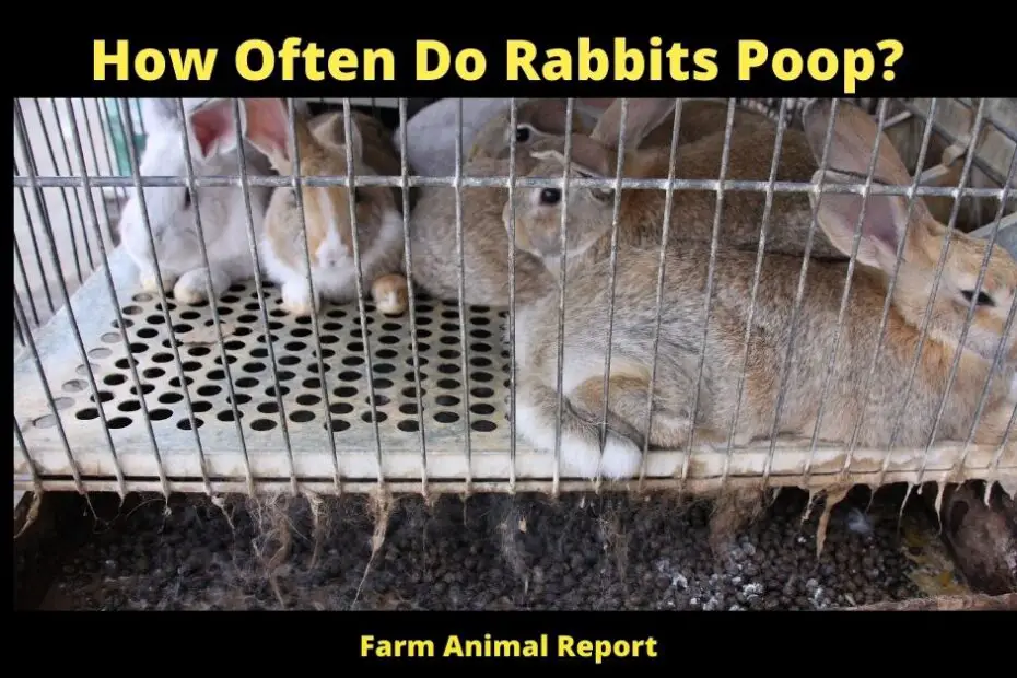How Often Do Rabbits Poop?