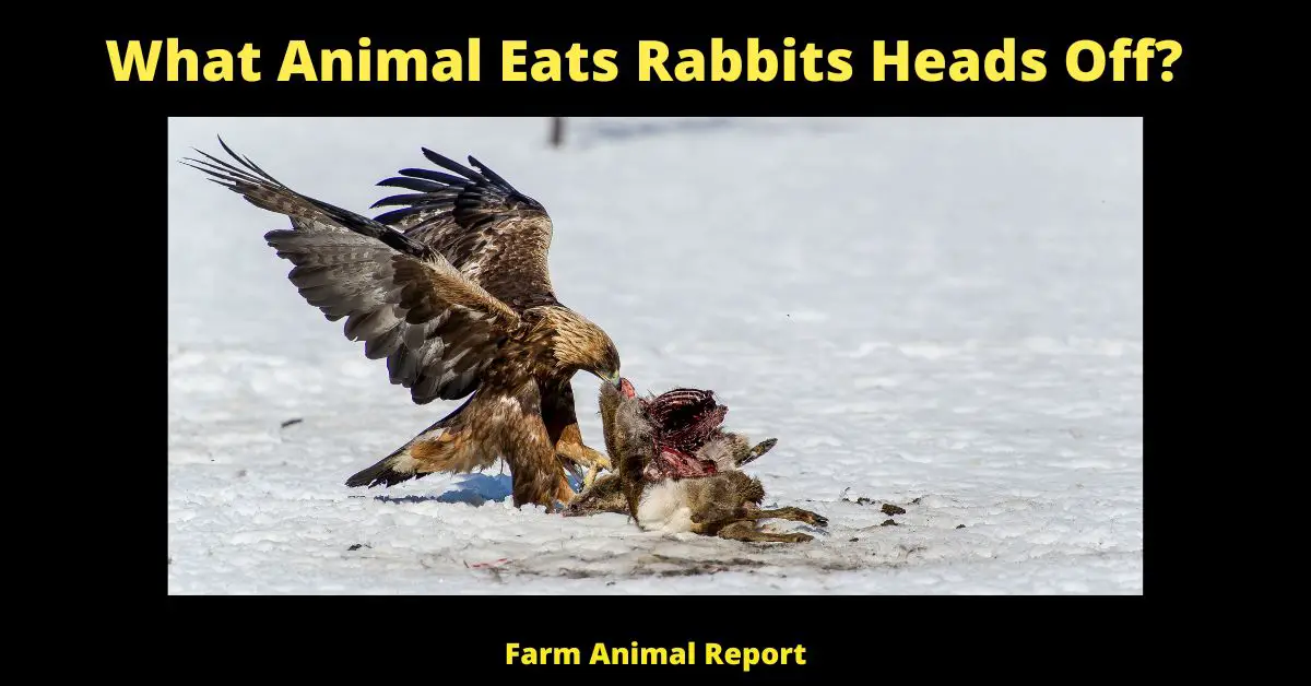 11 Hunters: What Animal Eats Rabbits Heads Off? 1