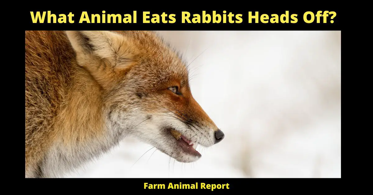 11 Hunters: What Animal Eats Rabbits Heads Off? 2