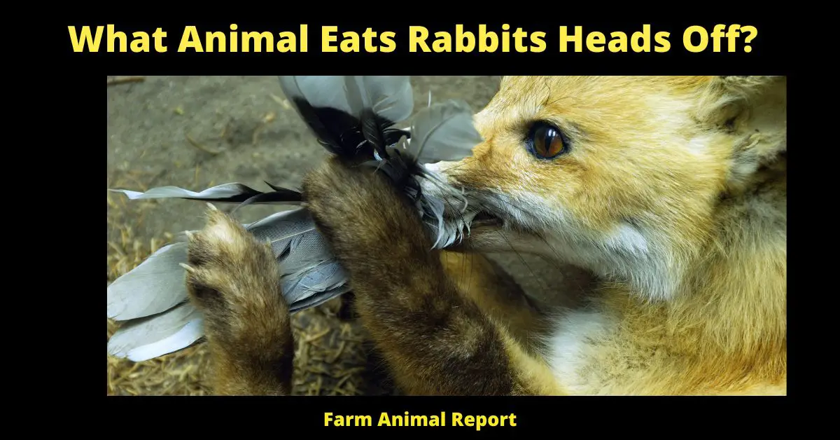 11 Hunters: What Animal Eats Rabbits Heads Off? 3