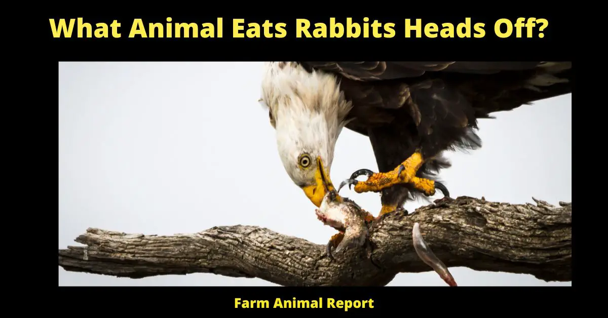 11 Hunters: What Animal Eats Rabbits Heads Off? 4