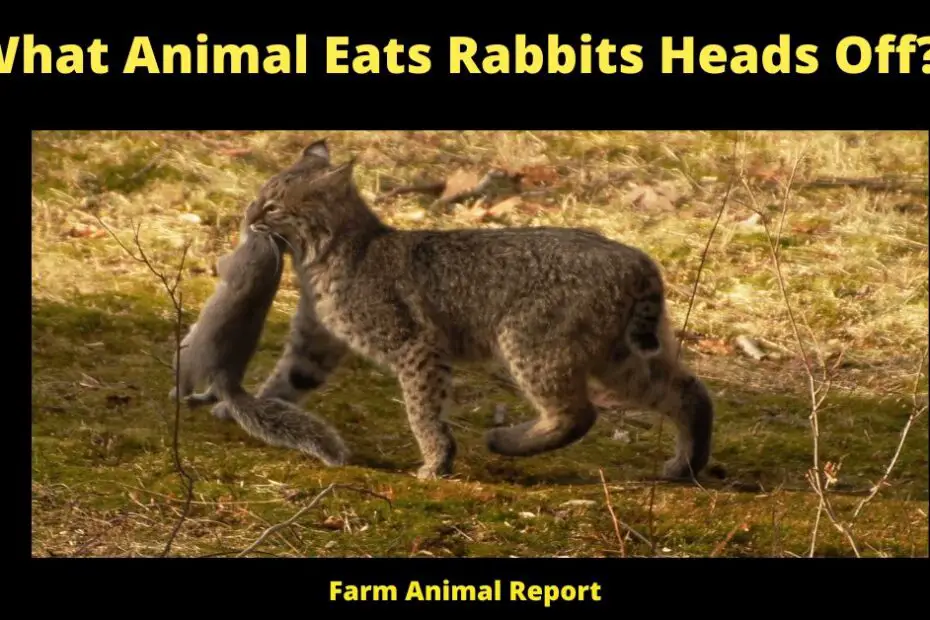 What Animal Eats Rabbits Heads Off?