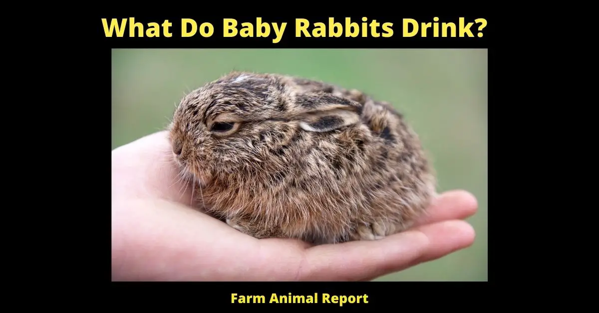 3 Fluids; What Do Baby Rabbits Drink? 2