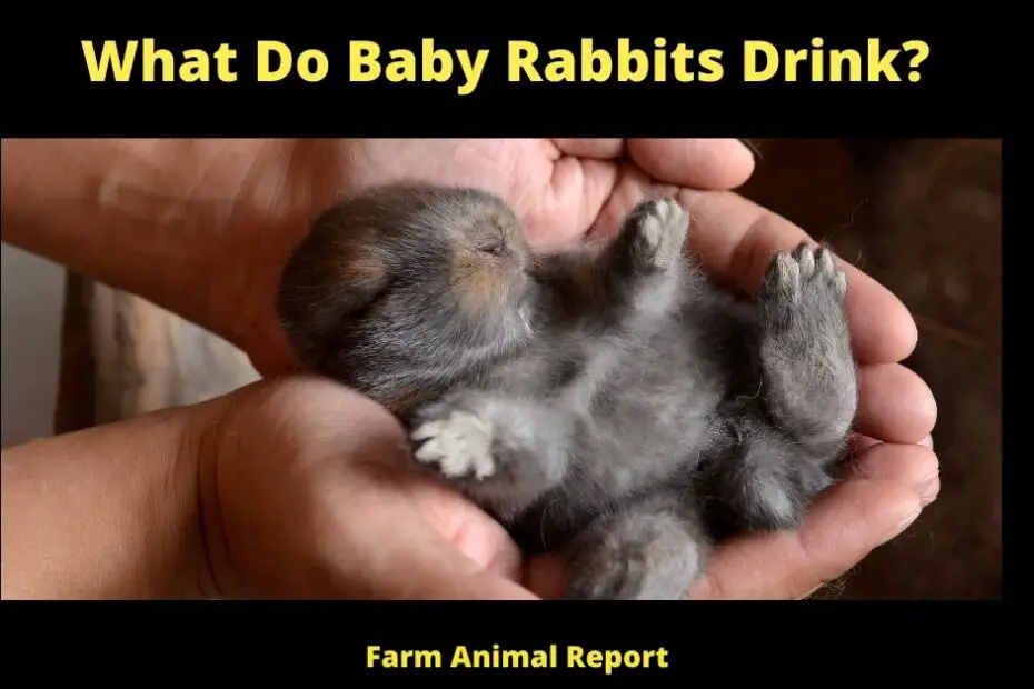 What Do Baby Rabbits Drink?