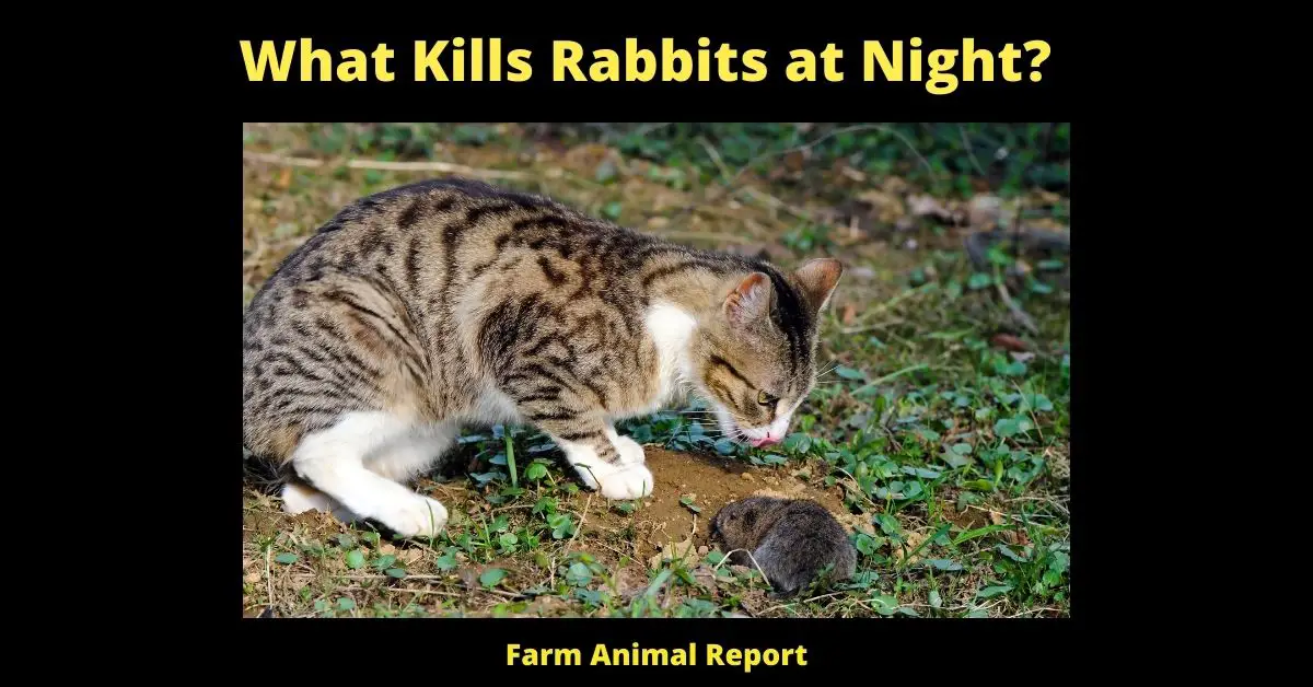 What Kills Rabbits at Night
