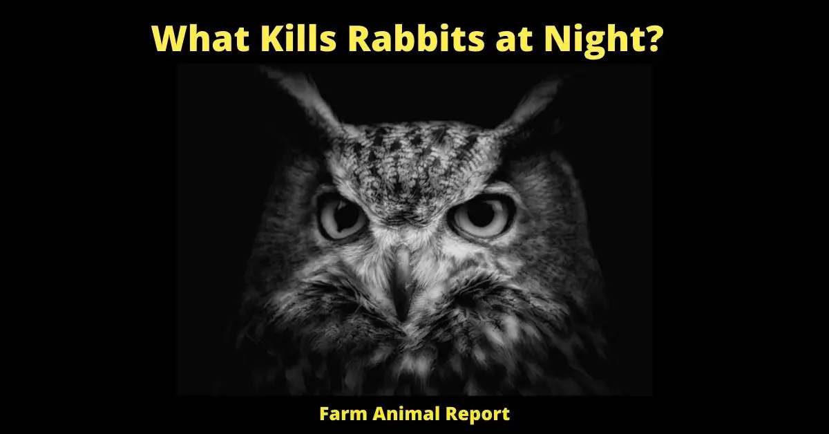 what kills rabbits at night