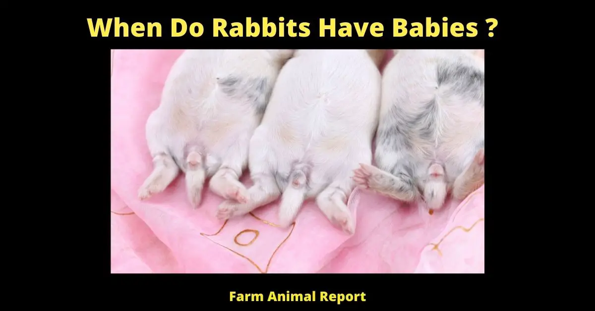 When Do Rabbits Have Babies? 1