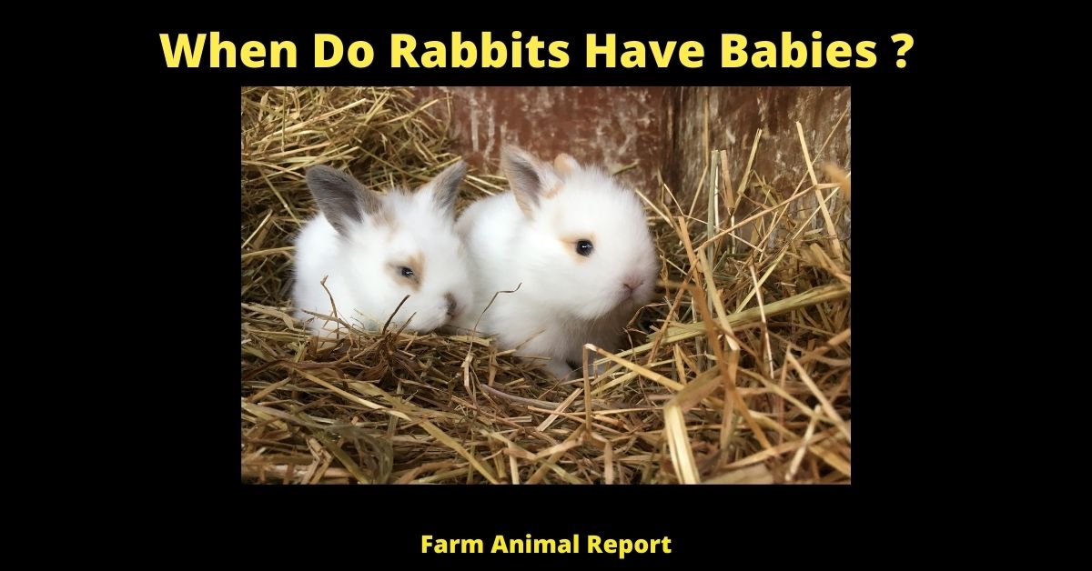 When Do Rabbits Have Babies? 2
