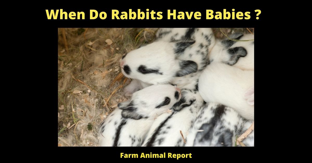 When Do Rabbits Have Babies? 3