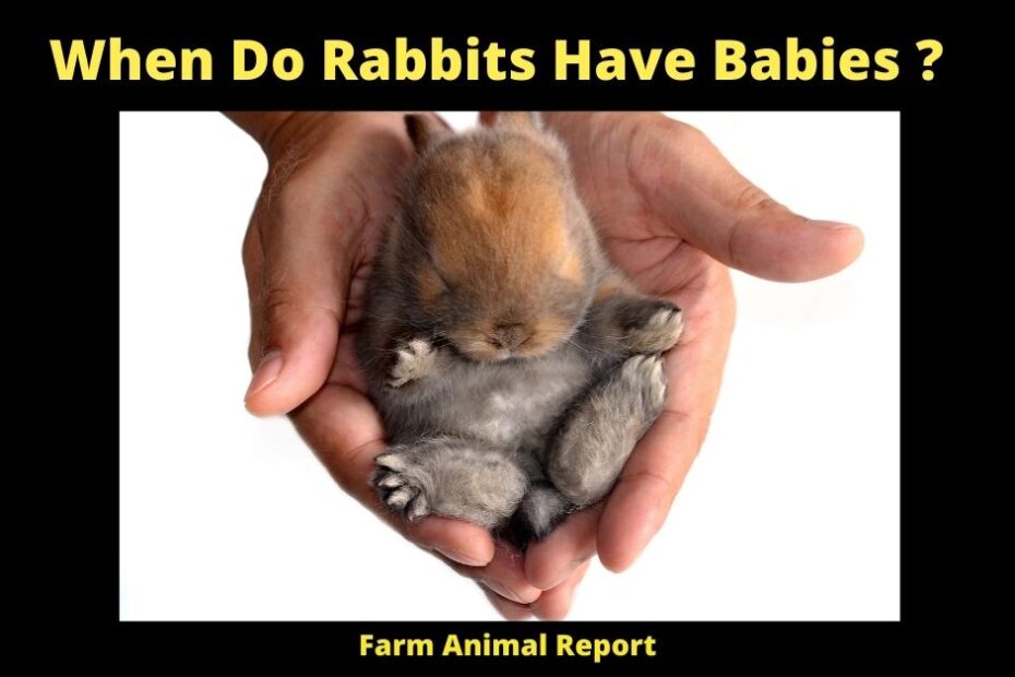 When Do Rabbits Have Babies?