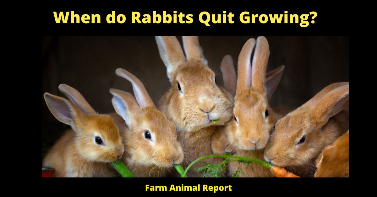 7 Stages: When do Rabbits Quit Growing? 1