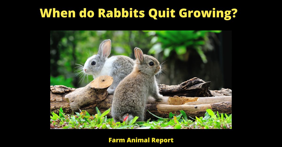 7 Stages: When do Rabbits Quit Growing? 2