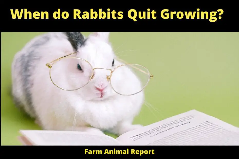 When do Rabbits Quit Growing?