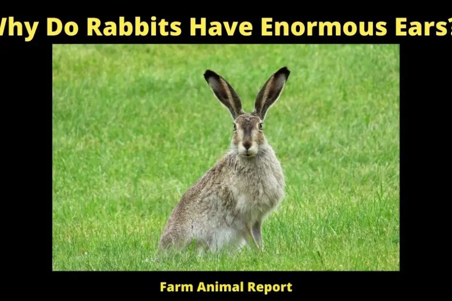 Why Do Rabbits Have Enormous Ears?