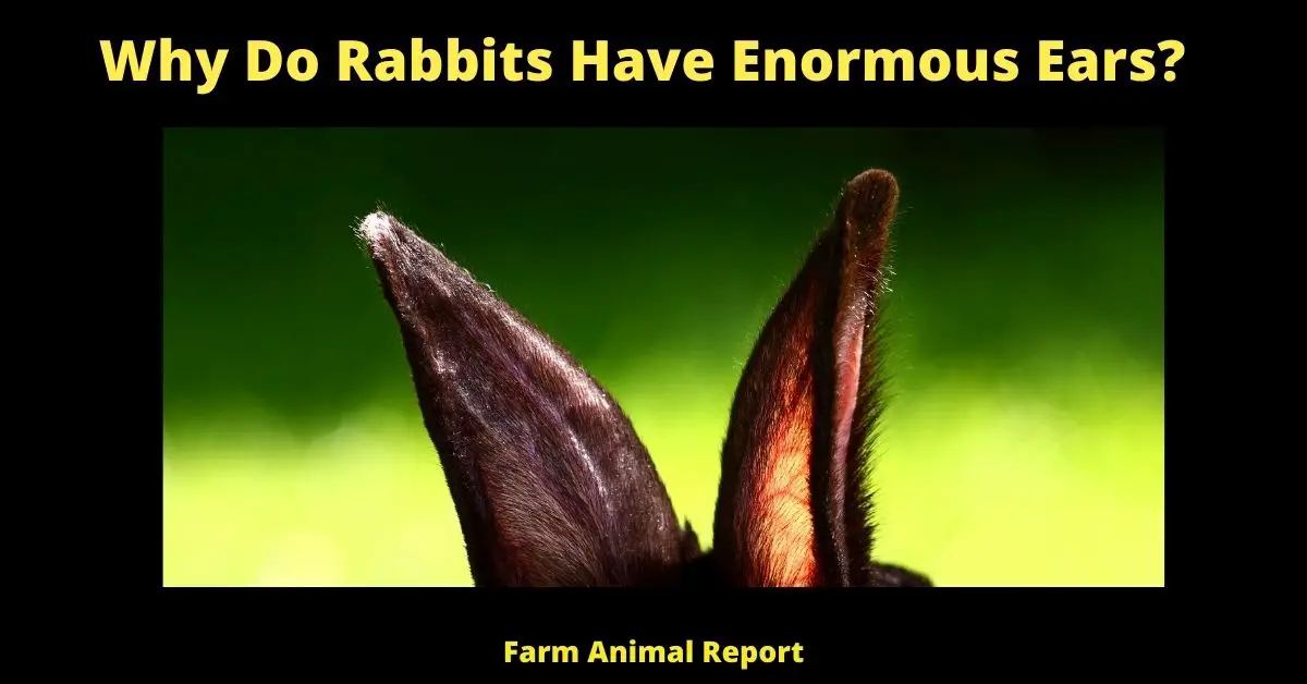 9 Reasons; Why Do Rabbits Have Enormous Ears? 2