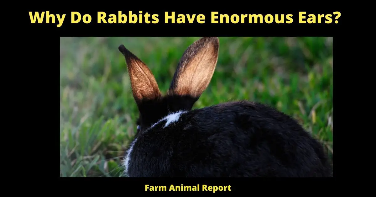 9 Reasons; Why Do Rabbits Have Enormous Ears? 1