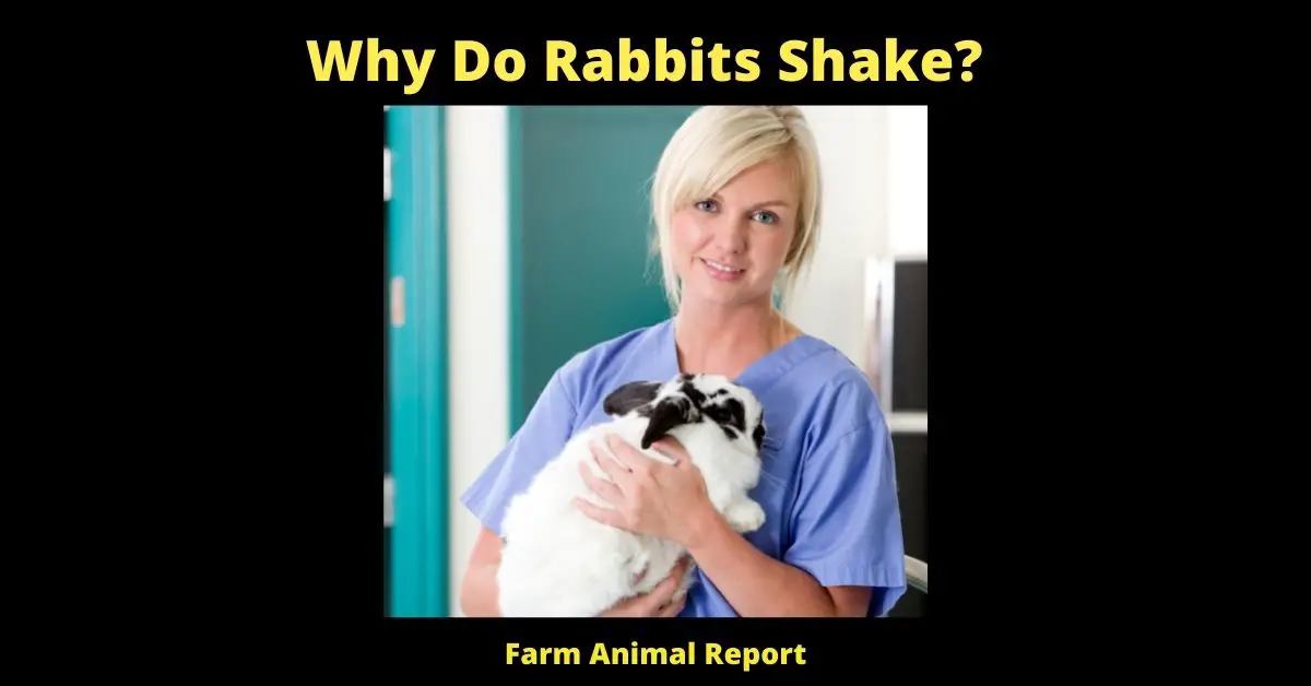 7 Reasons Why Do Rabbits Shake? 1