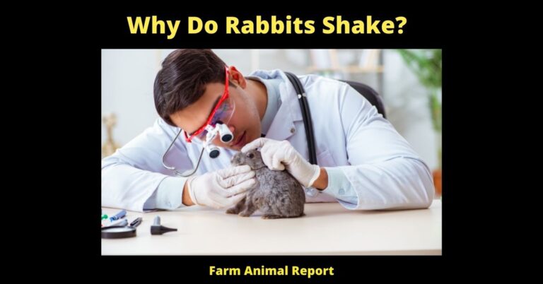 7 Reasons Why Do Rabbits Shake?