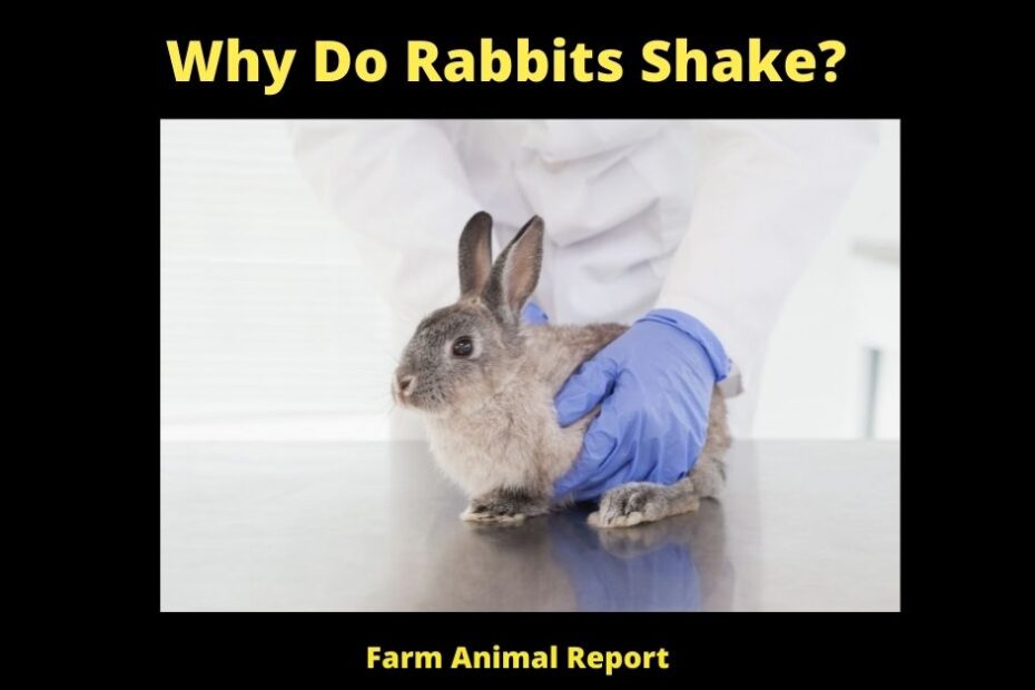 Why Do Rabbits Shake?