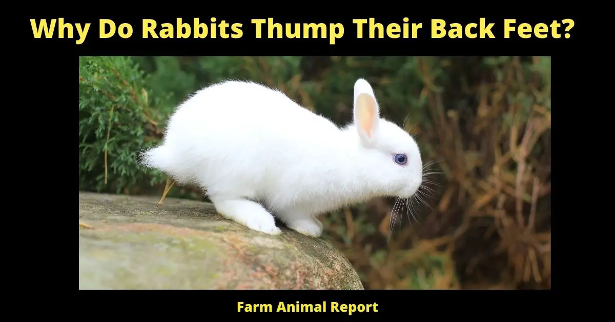 9 Reasons; Why do Rabbits Thump Their Back Feet? 2