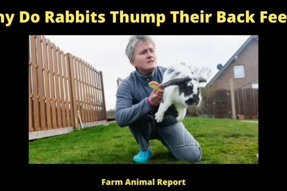 Why Do Rabbits Thump Their Back Feet?